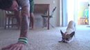 <video class="embedded_ikfb_video" width="100%" height="100%" preload="auto" controls="1" muted="1" src="https://video.xx.fbcdn.net/v/t42.1790-2/1050235_572813659442740_5181170_n.mp4?efg=eyJybHIiOjU1OSwicmxhIjo1NTUsInZlbmNvZGVfdGFnIjoibGVnYWN5X3NkIn0%3D&rl=559&vabr=311&oh=58f8dcd8a4d0a019311a15b74c12b9ef&oe=591F2C28"></video>